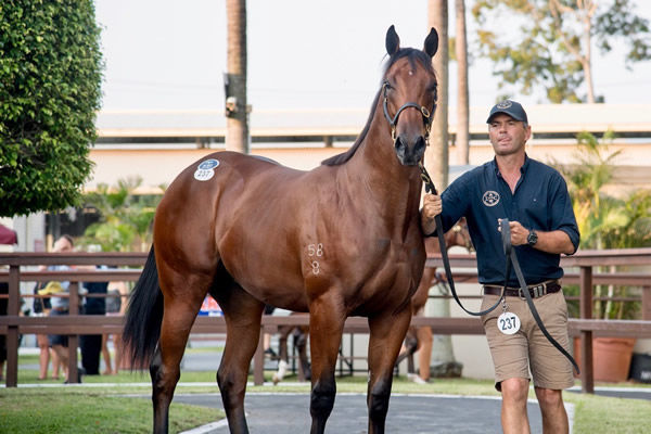 $850,000 American Phaorah colt from Derelique bought by Tom Magnier