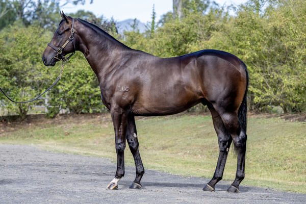 Itchintogo Was Secured For $60,000 From The Draft of Lucas Bloodstock at the MM March Yearling Sale