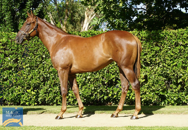 Newhaven Park's Stay Inside filly from G1 performed USA mare Lady Lilly. See more here.