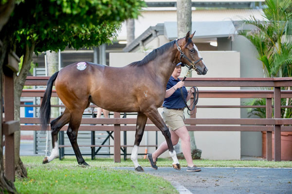 $500,000 Written Tycoon filly from Makybe Diva bought by Viking Racing/Duncan Ramage