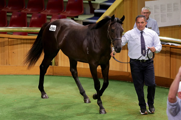 Lot 935, an Ace High colt out of a half-sister to the champion Singapore galloper Better Than Ever Photo: Trish Dunell