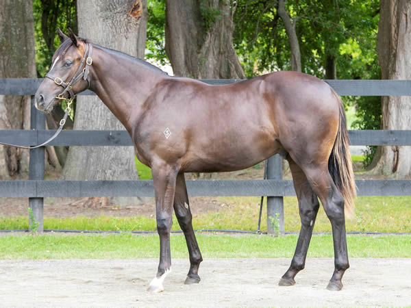 Lot 678 Ace High colt from Zig Wig