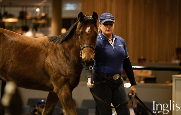 $170,000 Acrobat filly from Spiced set a new benchmark for her young sire.