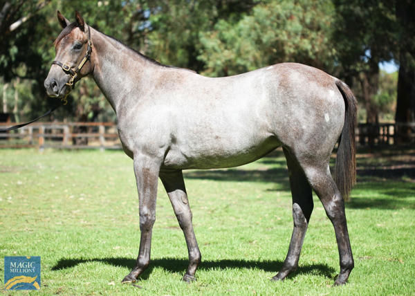 Admiration Express a $60,000 Perth Magic Millions yearling