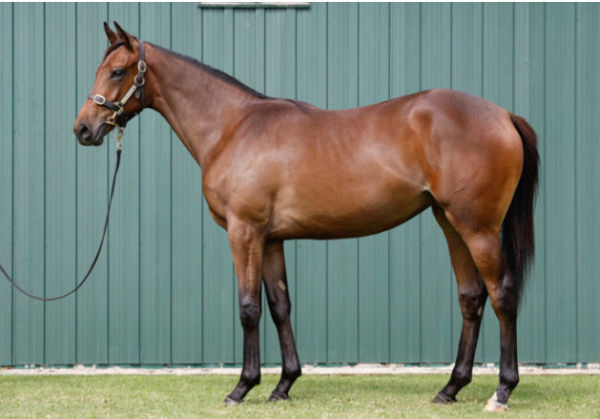 Aeliana was a $180,000 Karaka Book 1 purchase.