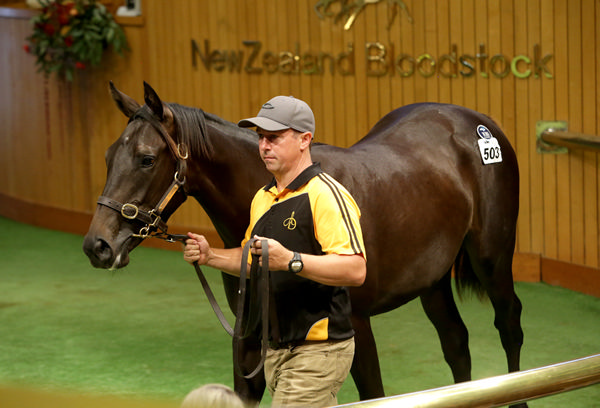Affaire A Suivre parades as Lot 503 during the 2021 New Zealand Bloodstock Book 1 Yearling Sale at Karaka Photos: Trish Dunell