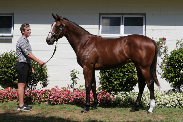 Affirmative Action then sold for $115,000 a Karaka Book 2.
