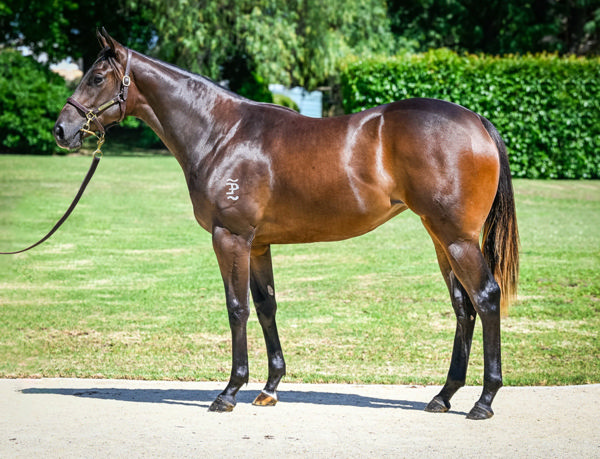Agrarian Girl was a $280,000 Inglis Premier purchase.