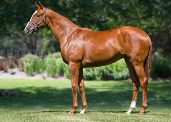 Agreeable was a $125,000 Inglis Premier purchase
