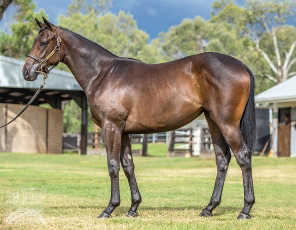 Aidensfield a $125,000 Magic Millions Yearling