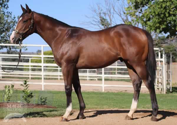 Aim as a yearling