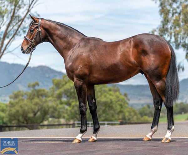 Ain't He Grand was a  $150,000 Magic Millions purchase from the Ashleigh Thoroughbreds draft.