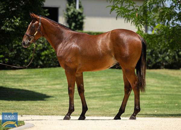 Airworthy Was A $330,000 Magic Millions Yearling Purchase From Newgate Farm's Draft.