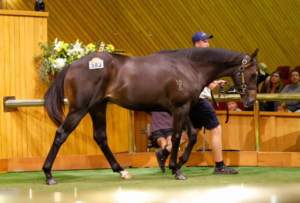 $850,000 Alabama Express colt from Diva Carolina- Photo: Angelique Bridson