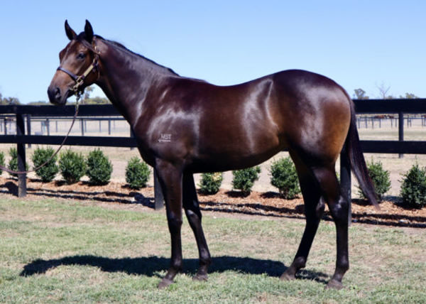 Alabama Lass was a $120,000 Inglis Premier purchase.