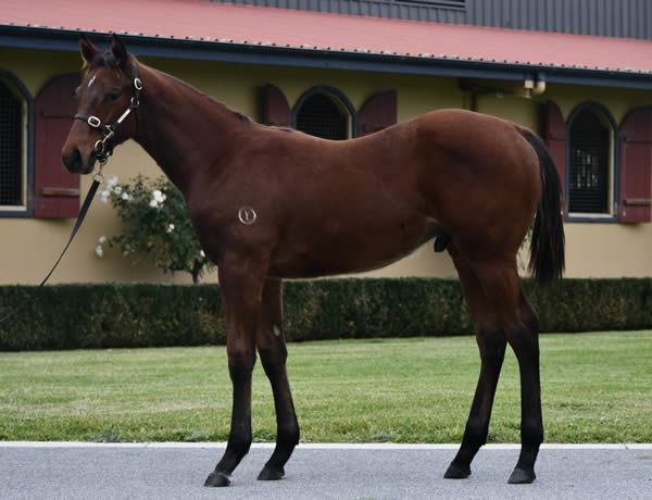 This $80,000 Alabama Express colt sold at Inglis Premier for $400,000 to Ballymore Stables Australia / C Bruggeman / Paul Moroney Bloodstock.