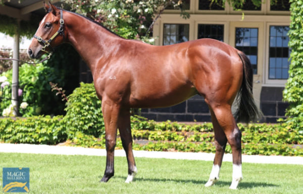 Albany Road was a $650,000 Magic Millions purchase.