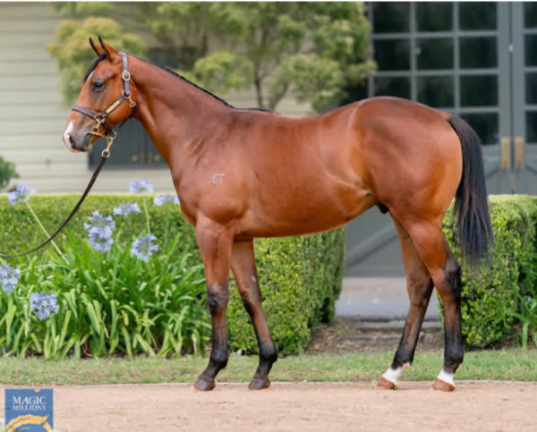 Aldofito was a $600,000 Magic Millions purchase from Vinery.