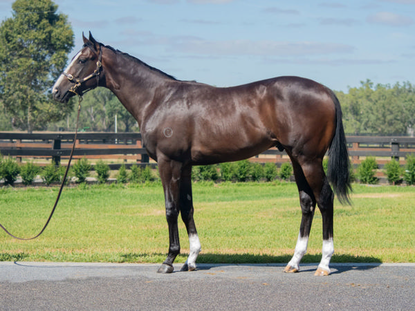 Alibaba was a $115,000 Inglis Classic purchase.