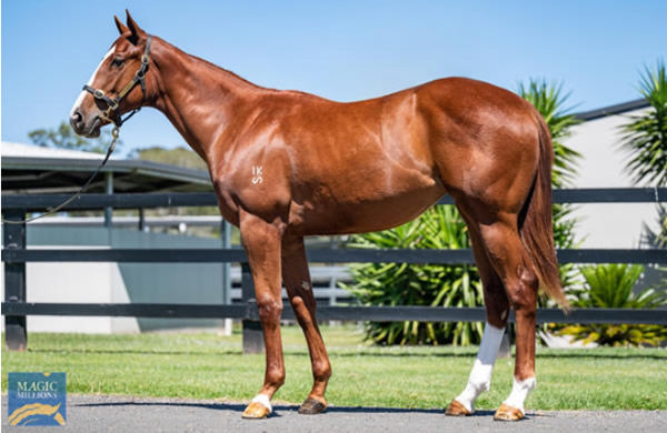 Alinea was a $420,000 Magic Millions purchase from Edinburgh Park.