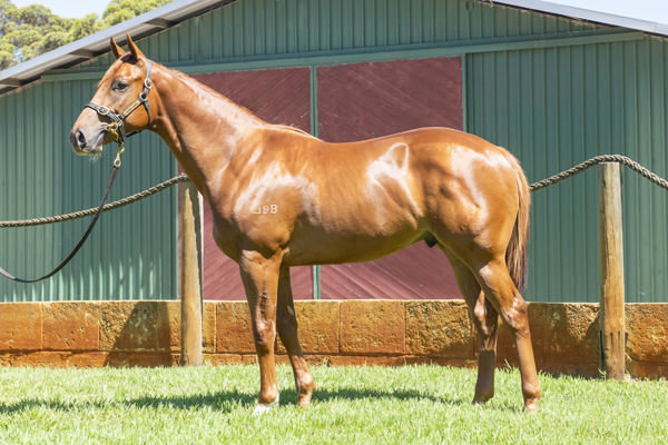 all on Red was a $62,500 Magic Millions Perth purchase.