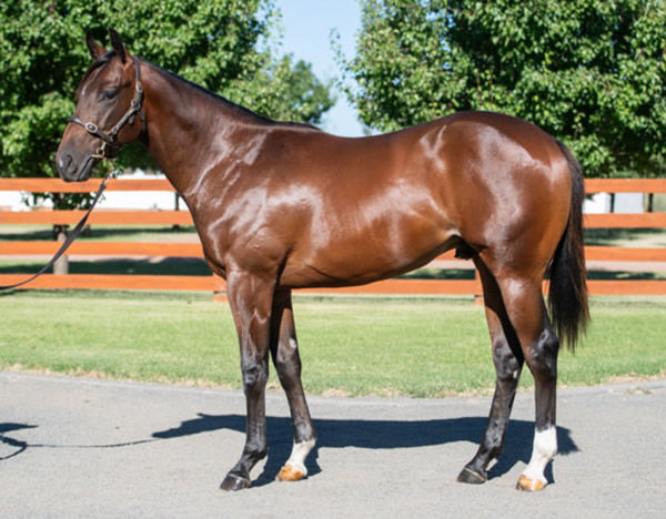 All That Pizzazz was a $70,000 Inglis Classic purchase.