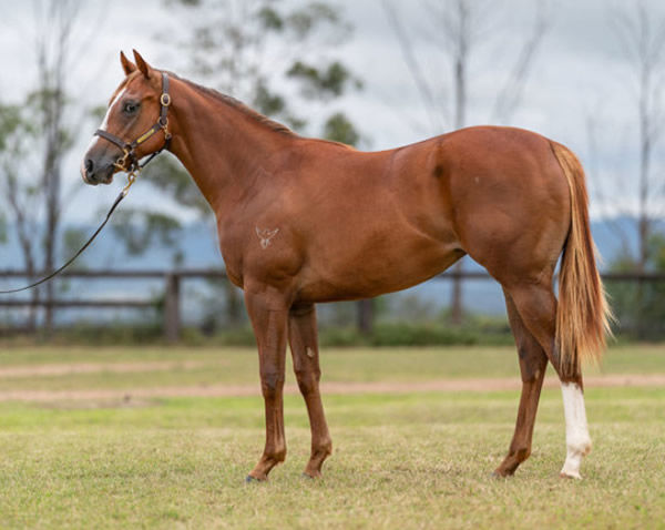 Allboutella was the most expensive yearling by Trapeze Artist sold at Inglis Classic last year.