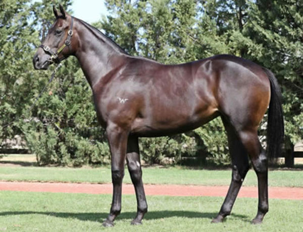 All Time Legend as a yearling