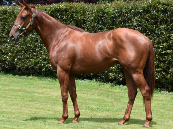 $45,000 Almanzor (Fr) filly from Lady Aroha.