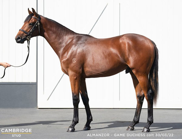 Lot 39 - Almanzor colt from Game Duchess.