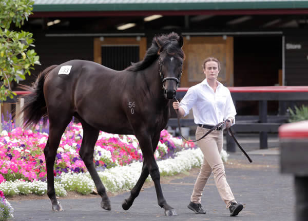 Lot 333, the Almanzor colt out of a half-sister to Group One winner Inspirational Girl, was purchased by bloodstock agent Bruce Perry out of Cambridge Stud’s New Zealand Bloodstock Book 1 Yearling Sale draft for $675,000. Photo: Trish Dunell