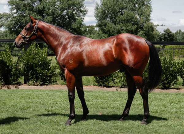 Lot 500 is the half-brother to Belle Cheval.