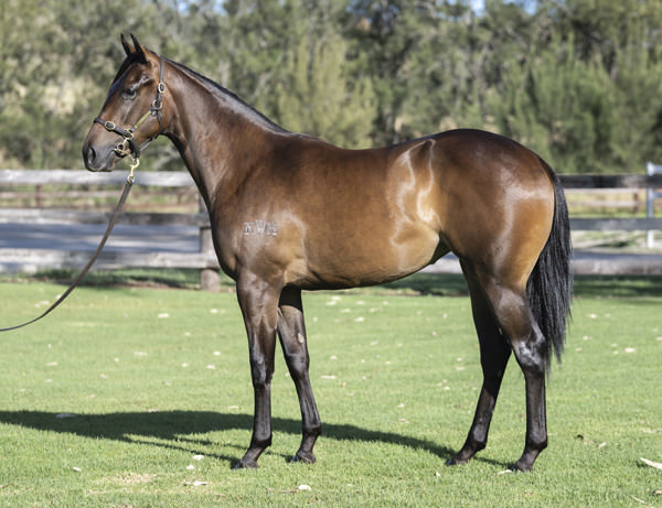 Almost an Angel was a modest $30,000 Magic Millions purchase.