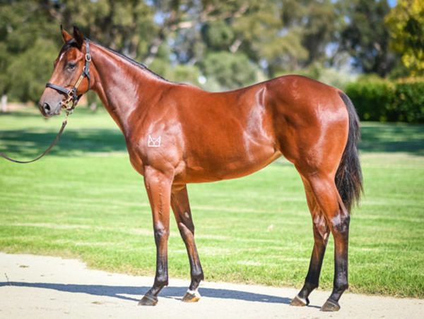 Alot a Lip was a $475,000 Inglis Easter purchase.