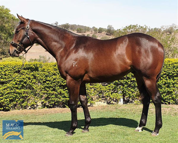 Alpine Edge was a $160,000 Magic Millions yearling