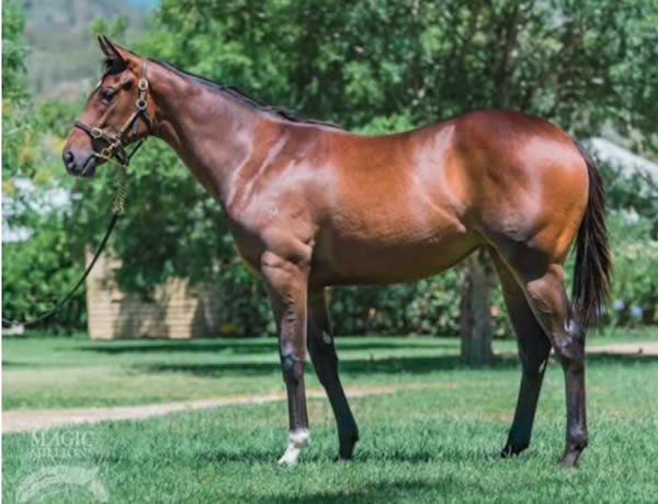 Alura as a yearling