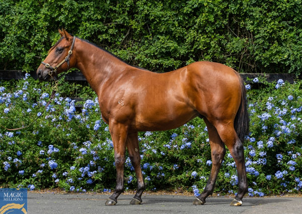 Lot 393 - American Pharoah (USA) colt from Vanilla Princess