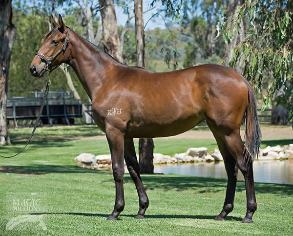 Amangiri pictured as a yearling