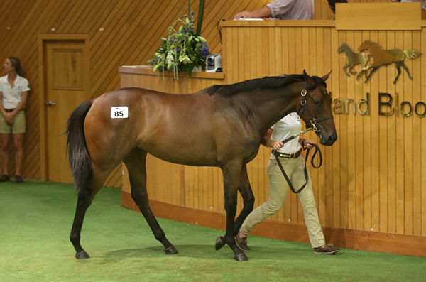 Oaks winner in the making - Amarelinha as a yearling  