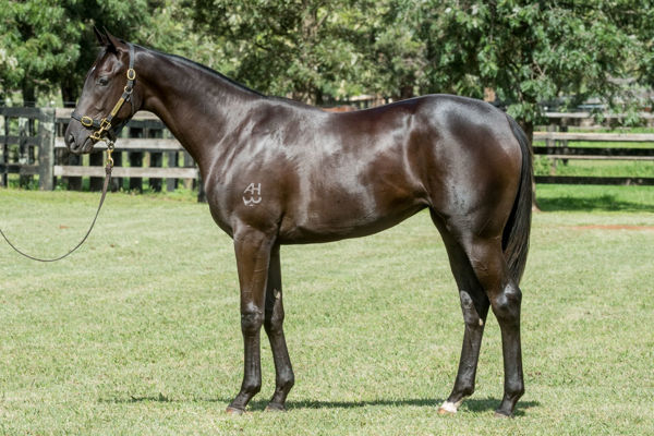 There is quite a bit of Lonhro about Amati a $210,000 Easter yearling