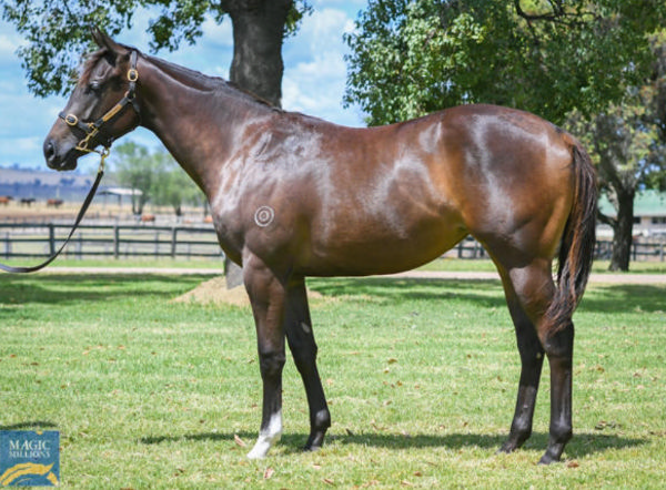 Amelita was a $280,000 Magic Millions purchase.