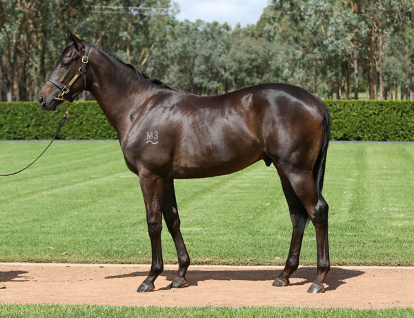Amenable a $150,000 Inglis Premier Yearling