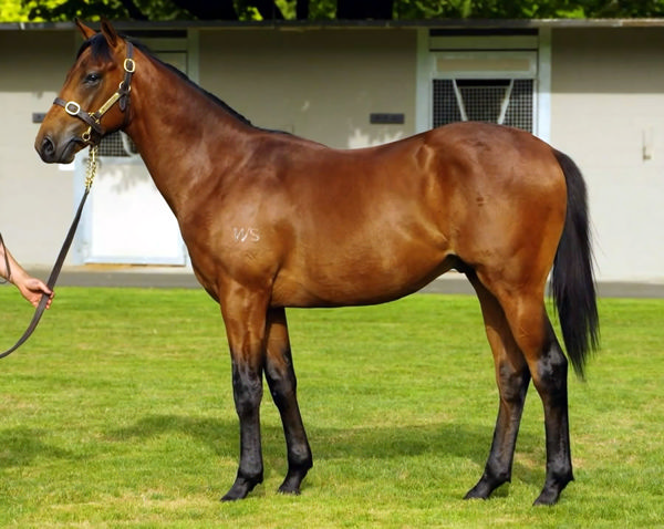 Ammirati was a $450,000 Karaka Book 1 purchase.