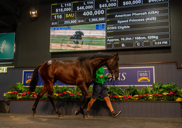 $400,000 sale-topping colt by American Pharoah. 