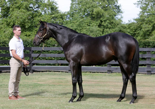 Andalus as a yearling.