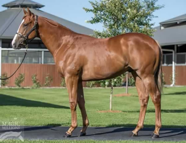 Anders a $670,000 Magic Millions Yearling