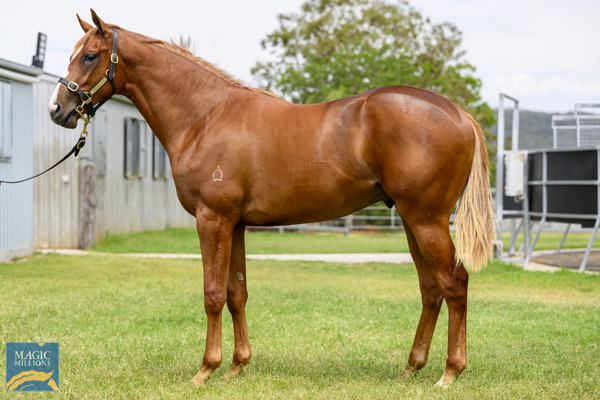 Anders' Style was an $80,000 Magic Millions purchase.