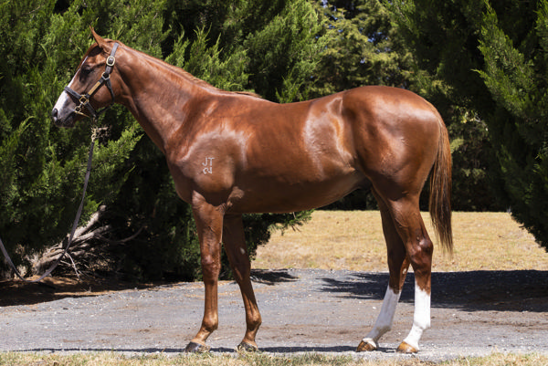 Lot 34 - half-brother to Unit Five, click to see his page.