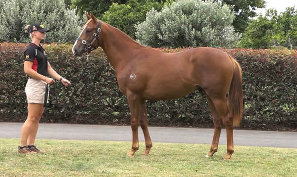 $380,000 Anders colt from Jessica Rabbit. 