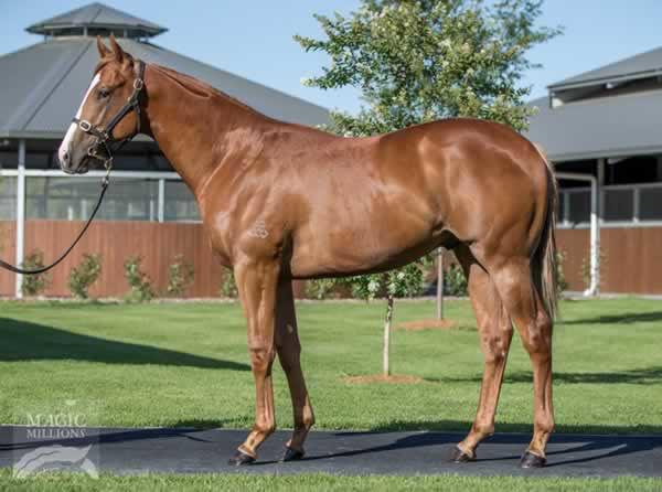 Anders was a $670,000 Magic Millions Yearling